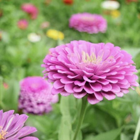 Benary's Giant Lilac, Zinnia Seeds - Packet image number null